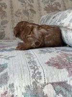 Yorkypoo Red, a female Yorkipoo for sale in Santa Ana, CA – 2 of 7