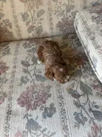 Matipoo D, a female Maltipoo for sale in Santa Ana, CA – 3 of 5