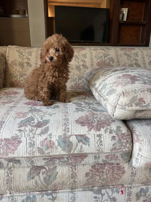 Red Boy – Poodle - Toy  puppy for sale in Santa Ana, CA