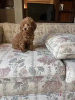 Red Boy, a male Poodle - Toy  for sale in Santa Ana, CA – 1 of 4