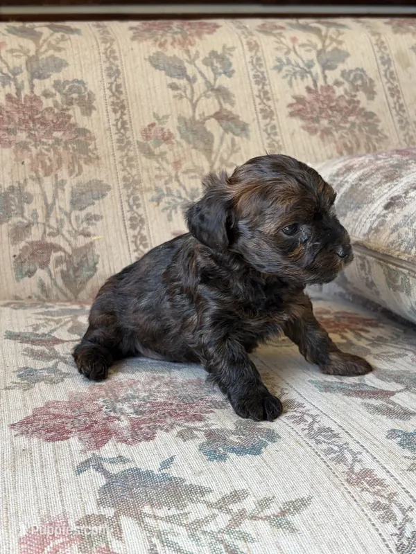 Yorkypoo Boy  – Yorkipoo puppy for sale in Santa Ana, CA
