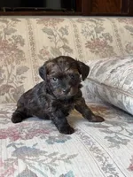 Yorkypoo Boy , a male Yorkipoo for sale in Santa Ana, CA – 4 of 6
