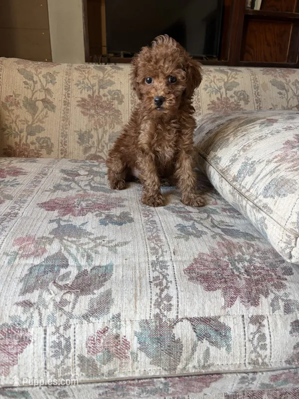 Red poodle Girl  – Poodle - Toy  puppy for sale in Santa Ana, CA