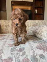 Red poodle Girl , a female Poodle - Toy  for sale in Santa Ana, CA – 2 of 4