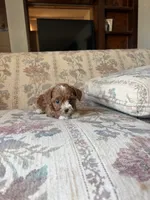 Matipoo D, a female Maltipoo for sale in Santa Ana, CA – 2 of 5