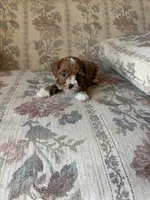 Matipoo D, a female Maltipoo for sale in Santa Ana, CA – 5 of 5