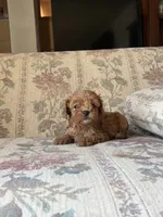 Matipoo C, a female Maltipoo for sale in Santa Ana, CA – 1 of 6