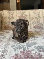 Tiny Tiny, a female Yorkipoo for sale in Santa Ana, CA – Photo 3 of 3