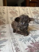 Tiny Tiny, a female Yorkipoo for sale in Santa Ana, CA – Photo 2 of 3