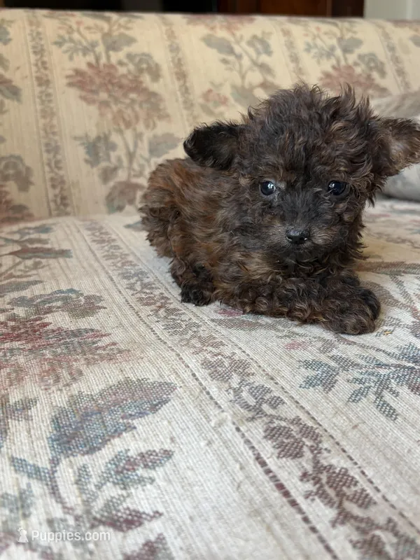 Tiny Tiny, a female Yorkipoo for sale in Santa Ana, CA – Photo 1 of 3