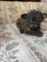 Tiny Tiny, a female Yorkipoo for sale in Santa Ana, CA – Photo 1 of 3