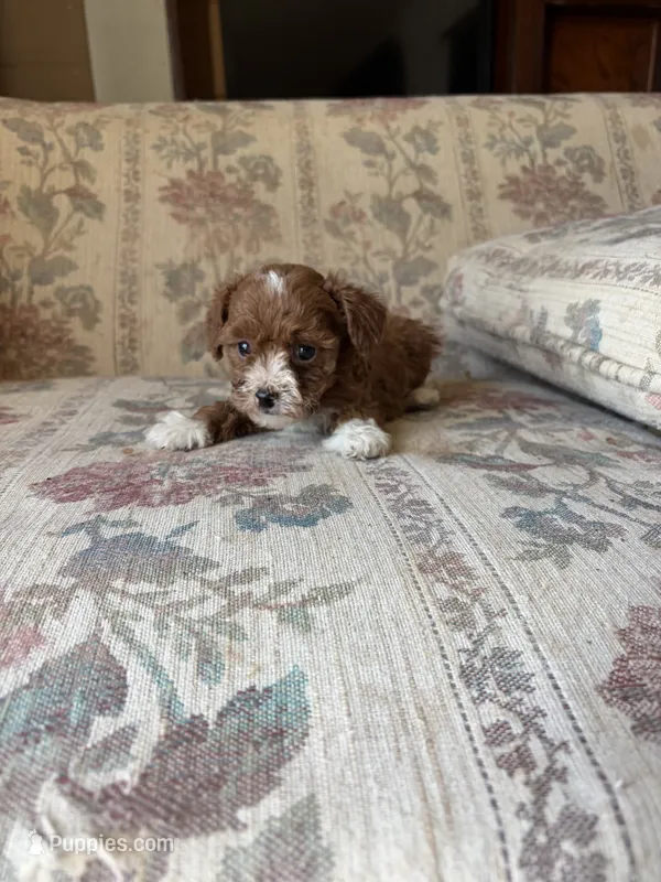 Matipoo D – Maltipoo puppy for sale in Santa Ana, CA
