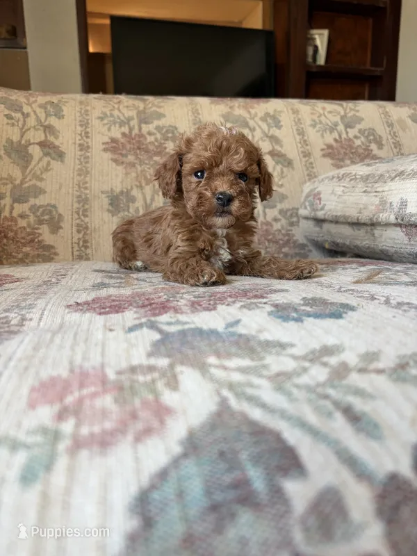 Matipoo A – Maltipoo puppy for sale in Santa Ana, CA