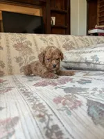 Matipoo A, a male Maltipoo for sale in Santa Ana, CA – 2 of 5