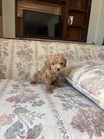 Matipoo A, a female Maltipoo for sale in Santa Ana, CA – 3 of 5