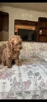 Red Boy, a male Poodle - Toy  for sale in Santa Ana, CA – 4 of 4