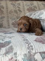 Yorkypoo Red, a female Yorkipoo for sale in Santa Ana, CA – 4 of 7