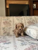 Matipoo C, a female Maltipoo for sale in Santa Ana, CA – 3 of 6