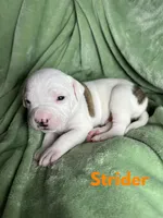 Maverick jr, a male American Bulldog for sale in Maricopa, AZ – Photo 4 of 7