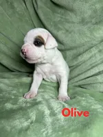 Maverick jr, a male American Bulldog for sale in Maricopa, AZ – Photo 2 of 7