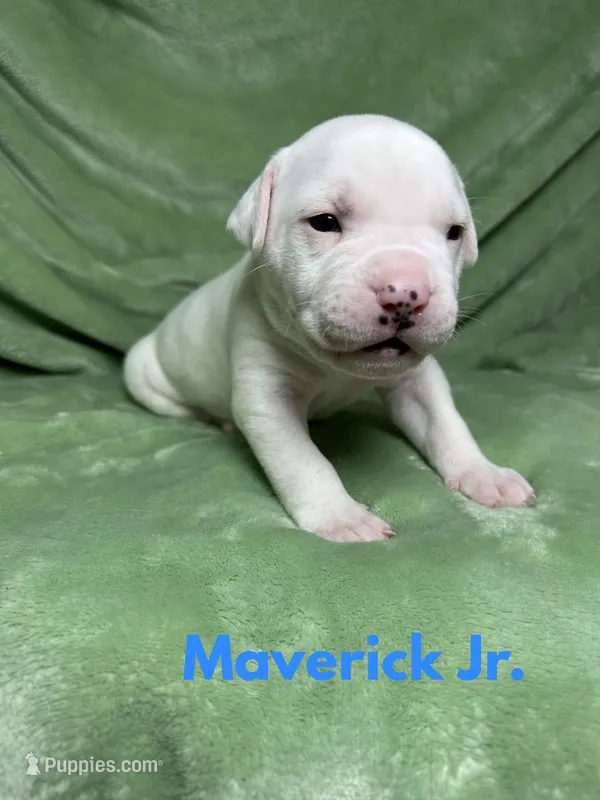 Maverick jr – American Bulldog puppy for sale in Maricopa, AZ