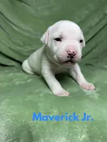 Maverick jr, a male American Bulldog for sale in Maricopa, AZ – Photo 1 of 7