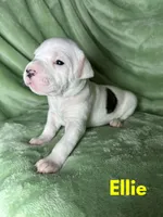 Maverick jr, a male American Bulldog for sale in Maricopa, AZ – Photo 7 of 7