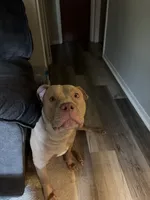 Rocky, a male American Pit Bull Terrier for sale in Lansing, MI – 2 of 2