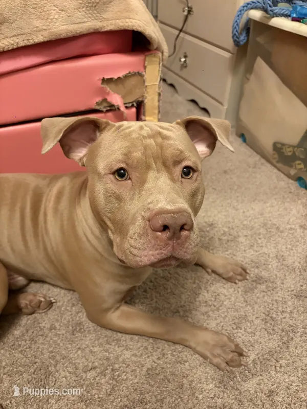 Rocky – American Pit Bull Terrier puppy for sale in Lansing, MI