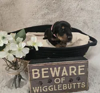 LIGHT PINK COLLAR FEMALE BLK/RST, a female Doberman Pinscher for sale in Dewitt, MI – 5 of 9