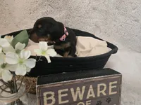 LIGHT PINK COLLAR FEMALE BLK/RST, a female Doberman Pinscher for sale in Dewitt, MI – 4 of 9