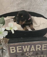 LIGHT PINK COLLAR FEMALE BLK/RST, a female Doberman Pinscher for sale in Dewitt, MI – 2 of 9