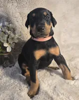 LIGHT PINK COLLAR FEMALE BLK/RST, a female Doberman Pinscher for sale in Dewitt, MI – 5 of 10