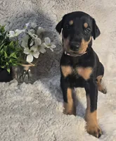 LIGHT PINK COLLAR FEMALE BLK/RST, a female Doberman Pinscher for sale in Dewitt, MI – 2 of 10