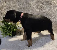 LIGHT PINK COLLAR FEMALE BLK/RST, a female Doberman Pinscher for sale in Dewitt, MI – 6 of 10