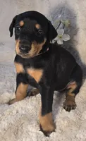 LIGHT PINK COLLAR FEMALE BLK/RST, a female Doberman Pinscher for sale in Dewitt, MI – 3 of 10