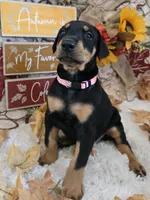 LIGHT PINK COLLAR FEMALE BLK/RST, a female Doberman Pinscher for sale in Dewitt, MI – 9 of 10