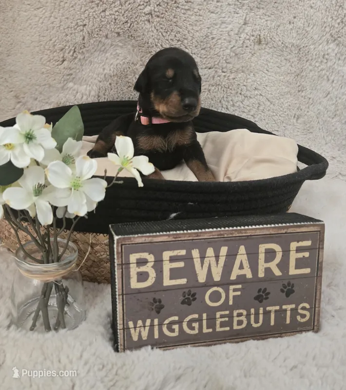 LIGHT PINK COLLAR FEMALE BLK/RST – Doberman Pinscher puppy for sale in Dewitt, MI