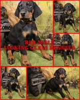 Red Collar W/Ears Cropped, a male Doberman Pinscher for sale in DeWitt, MI – Photo 1 of 6