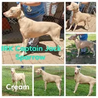 Red Collar W/Ears Cropped, a male Doberman Pinscher for sale in DeWitt, MI – Photo 6 of 6