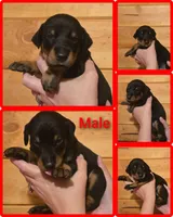 Red Collar W/Ears Cropped, a male Doberman Pinscher for sale in DeWitt, MI – Photo 4 of 6