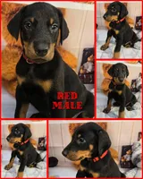 Red Collar W/Ears Cropped, a male Doberman Pinscher for sale in DeWitt, MI – Photo 2 of 6