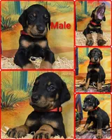 Red Collar W/Ears Cropped, a male Doberman Pinscher for sale in DeWitt, MI – Photo 3 of 6
