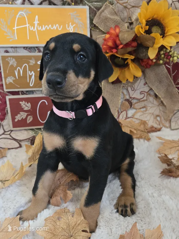 LIGHT PINK COLLAR FEMALE BLK/RST – Doberman Pinscher puppy for sale in Dewitt, MI