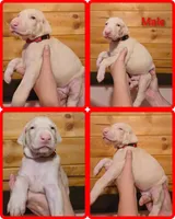 Red Male W/Ears Cropped, a male Doberman Pinscher for sale in DeWitt, MI – Photo 5 of 8