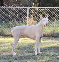 Red Male W/Ears Cropped, a male Doberman Pinscher for sale in DeWitt, MI – Photo 8 of 8
