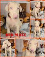 Red Male W/Ears Cropped, a male Doberman Pinscher for sale in DeWitt, MI – Photo 3 of 8