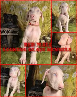 Red Male W/Ears Cropped, a male Doberman Pinscher for sale in DeWitt, MI – Photo 2 of 8