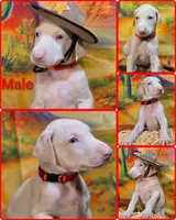 Red Male W/Ears Cropped, a male Doberman Pinscher for sale in DeWitt, MI – Photo 4 of 8