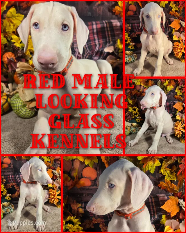 Red Male W/Ears Cropped, a male Doberman Pinscher for sale in DeWitt, MI – Photo 1 of 8